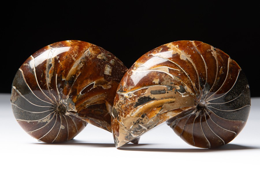 Nautilus cymatoceras