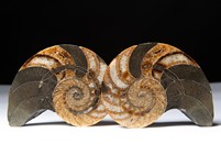 Nautilus cymatoceras