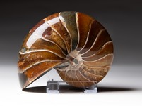 Nautilus cymatoceras