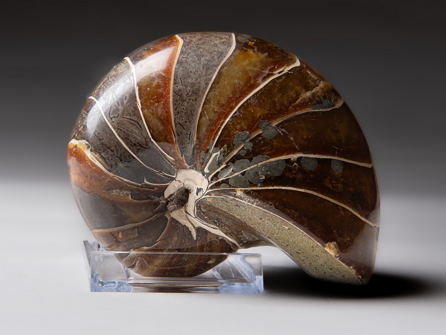 Nautilus cymatoceras