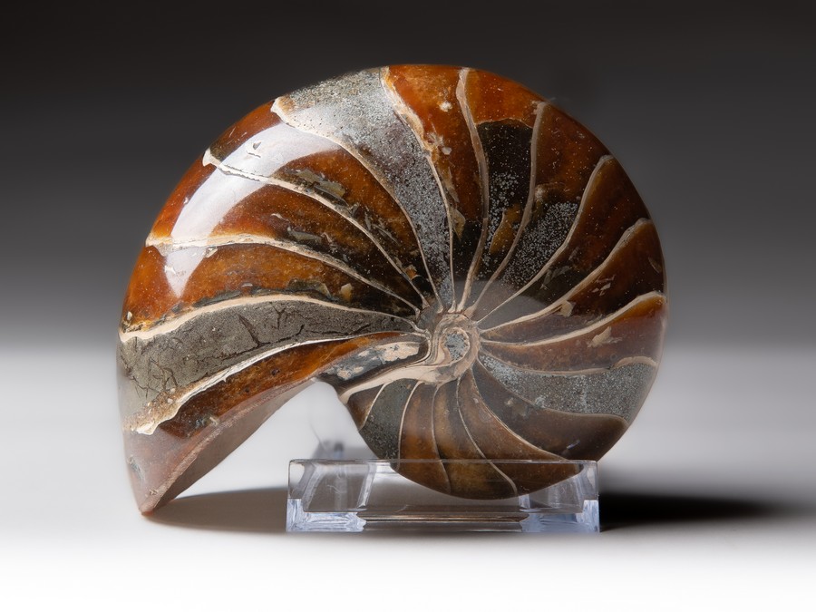 Nautilus cymatoceras