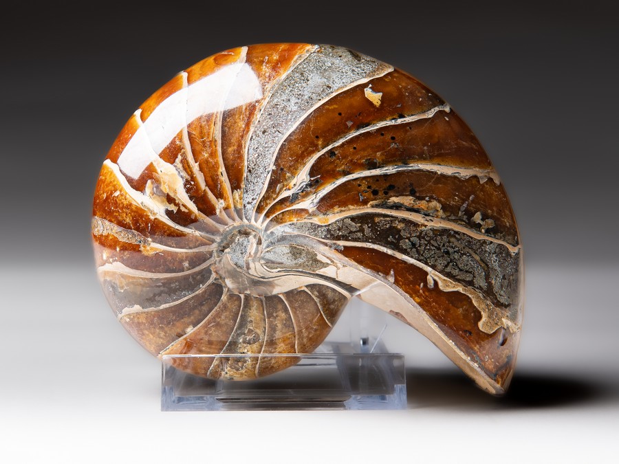 Nautilus cymatoceras