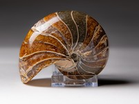 Nautilus cymatoceras