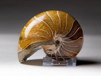 Nautilus cymatoceras