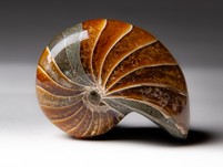 Nautilus cymatoceras