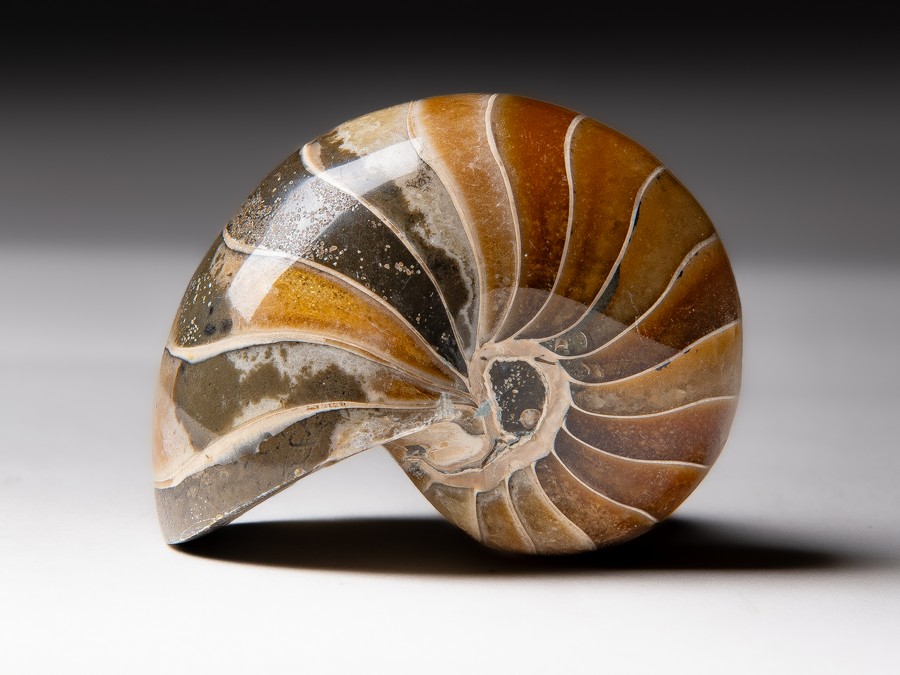Nautilus cymatoceras
