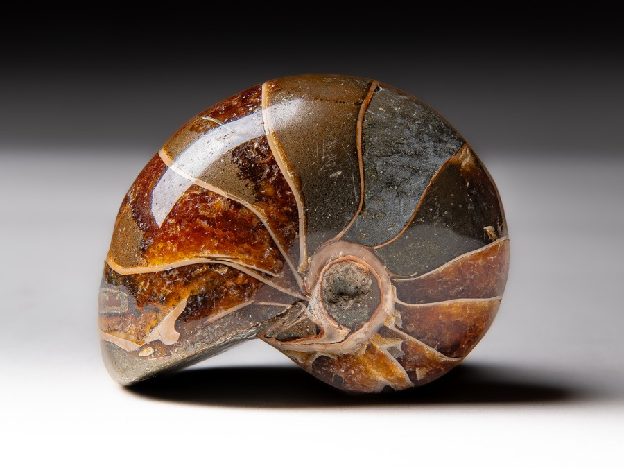 Nautilus cymatoceras