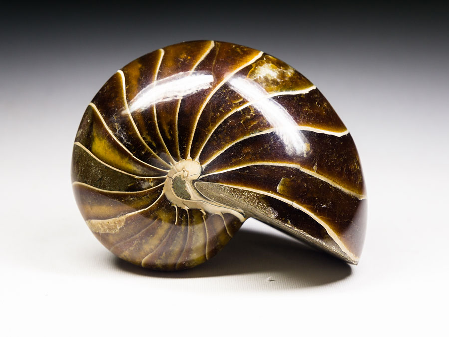 sehr groer Nautilus aus Madagaskar