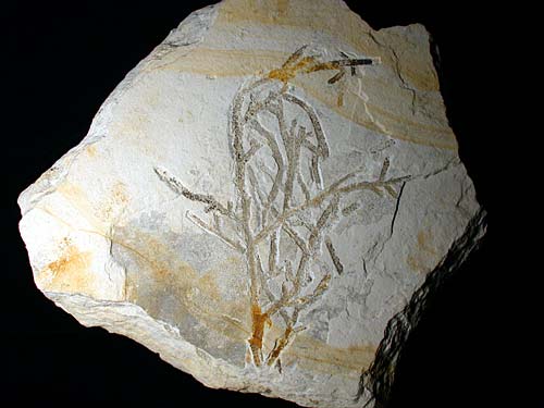 Pflanze, Brachyphyllum