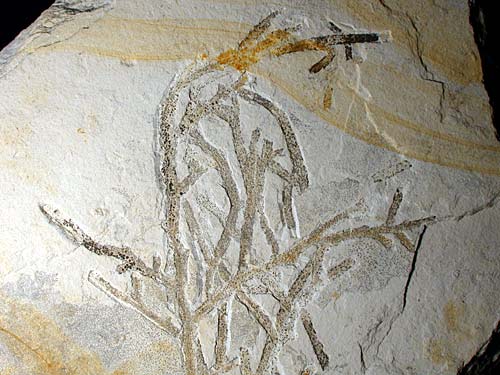 Pflanze, Brachyphyllum