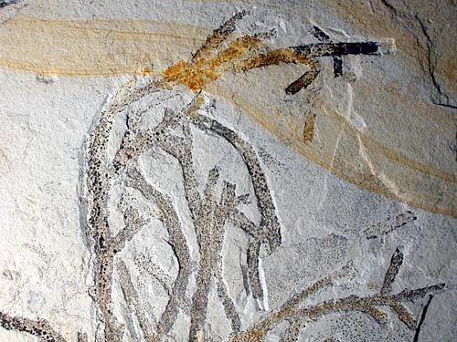 Pflanze, Brachyphyllum