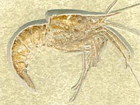 Schwimmkrebs aus dem Solnhofener Plattenkalk