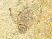 Panzerkrebs, Knebelia schuberti