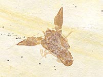 Panzerkrebs aus dem Solnhofener Plattenkalk