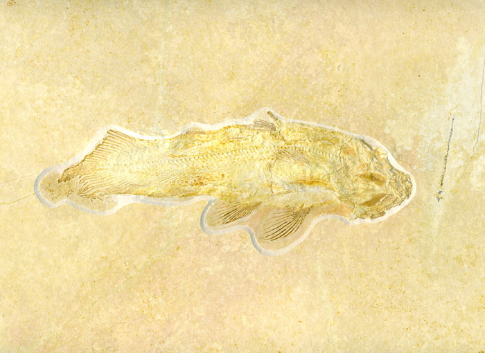 Quastenflosser, Coccoderma