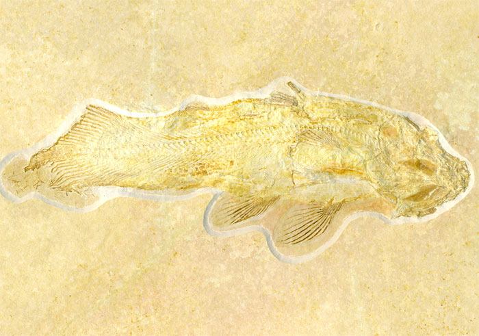 Quastenflosser, Coccoderma