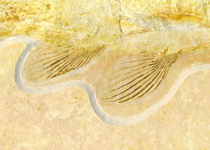 Quastenflosser, Coccoderma