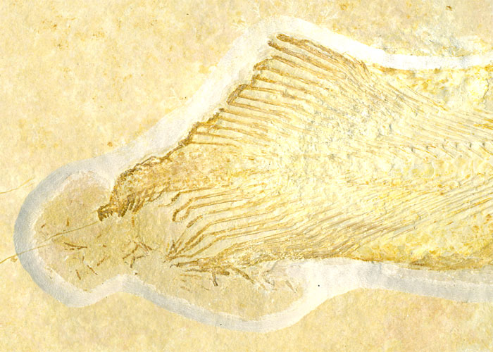 Quastenflosser, Coccoderma