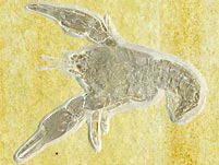 Panzerkrebs aus dem Solnhofener Plattenkalk