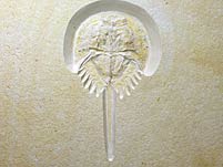 Pfeilschwanzkrebs aus dem Solnhofener Plattenkalk