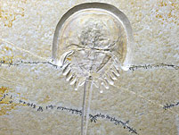 Pfeilschwanzkrebs aus dem Solnhofener Plattenkalk