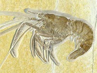 Schwimmkrebs aus dem Solnhofener Plattenkalk