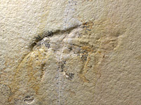 Heuschrecke aus dem Solnhofener Plattenkalk