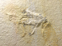 Heuschrecke aus dem Solnhofener Plattenkalk
