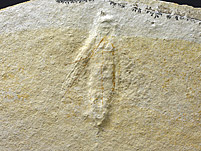 Holzwespe aus dem Solnhofener Plattenkalk