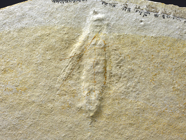 Eintagsfliege aus dem Solnhofener Plattenkalk