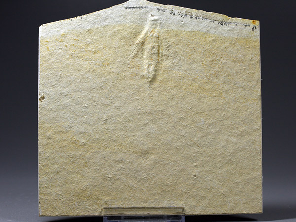 Holzwespe aus dem Solnhofener Plattenkalk