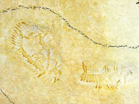 Borstenwurm und Schwimmkrebs aus dem Solnhofener Plattenkalk