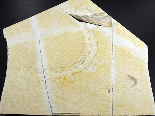 Borstenwurm aus dem Solnhofener Plattenkalk