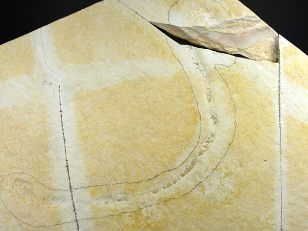 Borstenwurm aus dem Solnhofener Plattenkalk