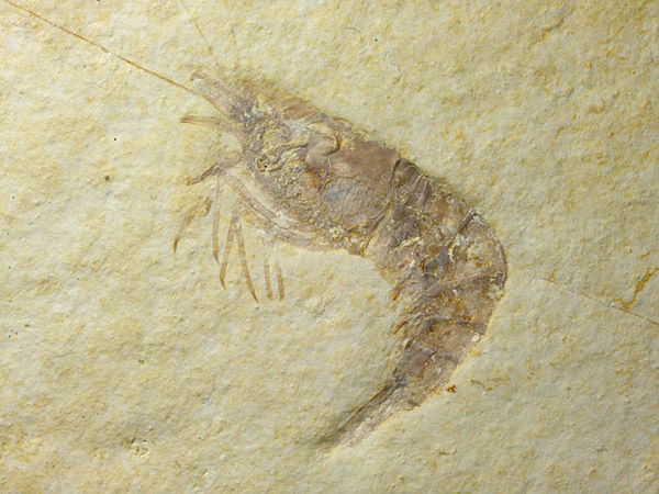 Borstenwurm aus dem Solnhofener Plattenkalk