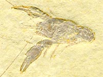 Panzerkrebs aus dem Solnhofener Plattenkalk