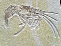 Schwimmkrebs aus dem Solnhofener Plattenkalk