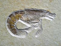 Schwimmkrebs aus dem Solnhofener Plattenkalk
