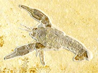 Panzerkrebs aus dem Solnhofener Plattenkalk