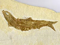 Knochenfisch aus den Solnhofener Plattenkalk