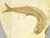 Knochenfisch aus den Solnhofener Plattenkalk