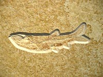 Knochenfisch aus den Solnhofener Plattenkalk