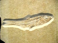 Knochenfisch aus den Solnhofener Plattenkalk
