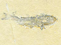 Knochenfisch aus den Solnhofener Plattenkalk