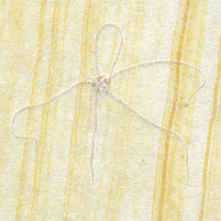 Schlangenstern, Geocoma carinata