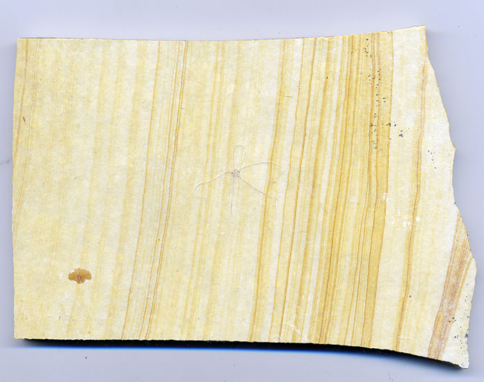 Schlangenstern aus dem Solnhofener Plattenkalk