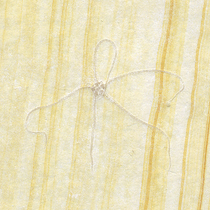 Schlangenstern aus dem Solnhofener Plattenkalk