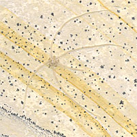 Schlangenstern, Geocoma carinata