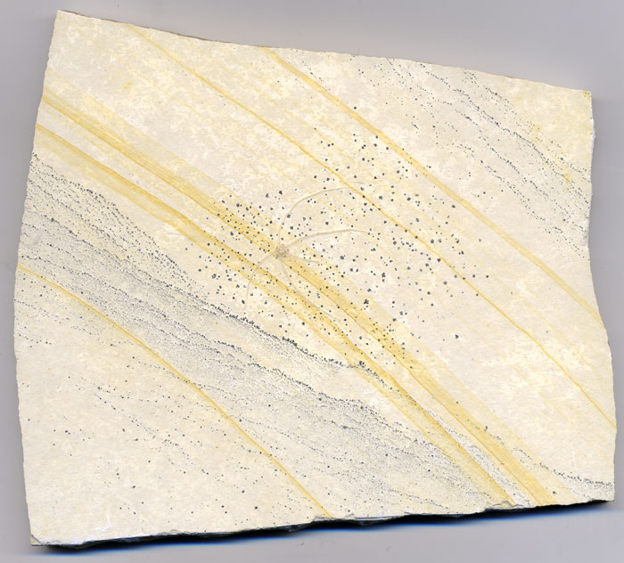 Schlangenstern aus dem Solnhofener Plattenkalk