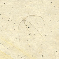 Schlangenstern, Geocoma carinata